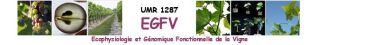 UMR EGFV (Ecologie et génomique Fonctionnelle de la Vigne)