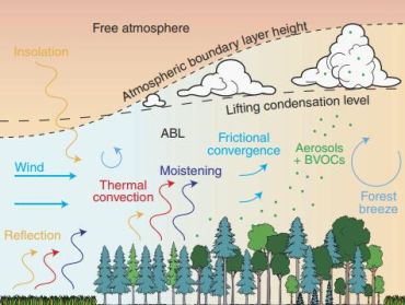 Processus responsables de l’impact des forêts tempérées sur la formation de nuages convectifs.  © Extrait de Teuling et al., 2017